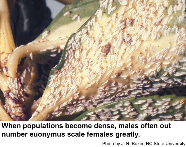 When abundant, euonymus scales tend to lay mostly male eggs.